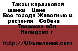 Таксы карликовой щенки › Цена ­ 20 000 - Все города Животные и растения » Собаки   . Тверская обл.,Нелидово г.